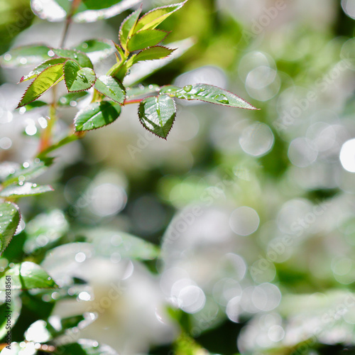 Green leaves with dew drops on bokeh background, shallow depth of field