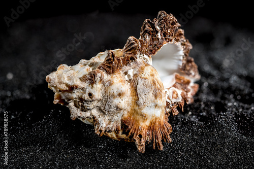 Hexaplex princeps shell on a black sand background photo