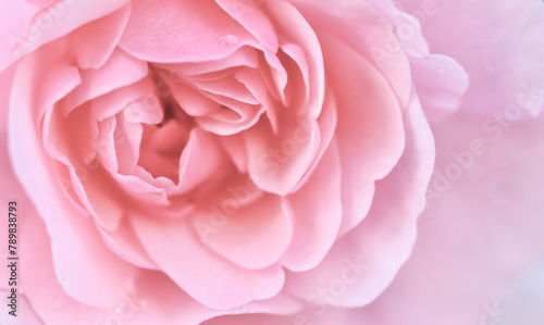 Pale pink rose flower. Macro flowers background for holiday design. Soft focus