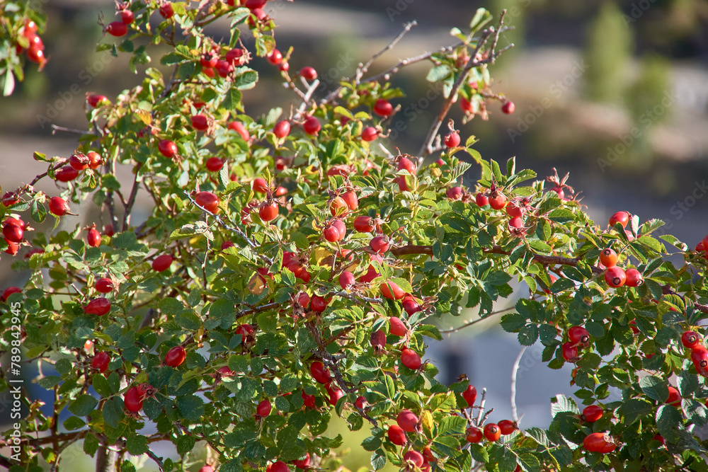 Red berries of wild rose hips Rosa canina in autumn
