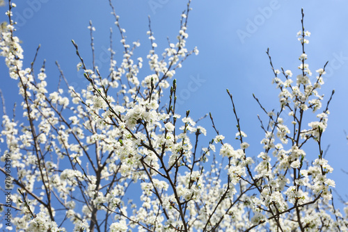 Beautiful blooming spring branches on sky background