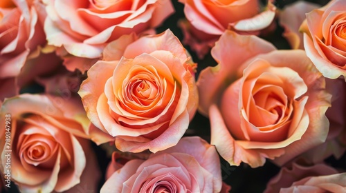 itsy bitsy peach roses, romantic, gift, love, valentine, 16:9 photo