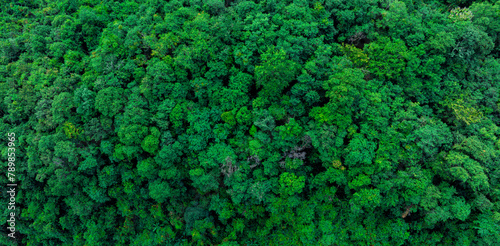 aerial view of dark green forest Abundant natural ecosystems of rainforest. Concept of nature forest preservation and reforestation © Photo Sesaon