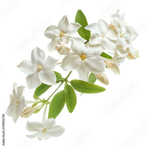 Jasmine flower bunch isolated on a transparent cut-out © graphicbeezstock