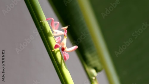 Orchid mantis walking on the leaf and flower