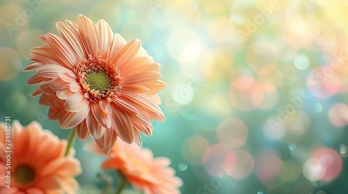 A vibrant gerbera daisy centered in a serene bokeh lit backdrop.