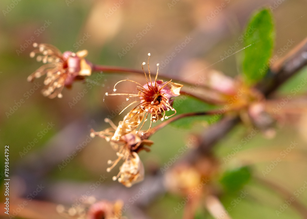 Dried flowers on cherry trees in spring. Macro Dried flowers on cherry trees in spring. Macro