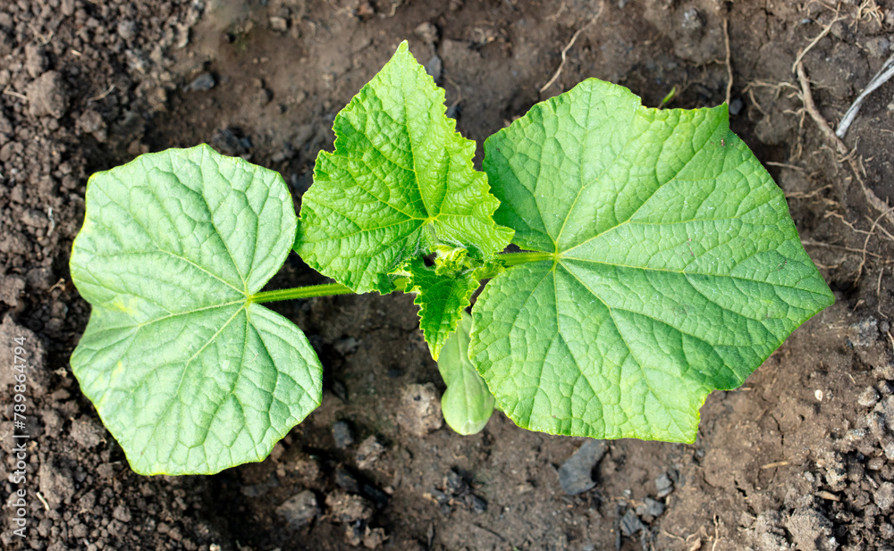 Cucumber shoots in the soil in the garden. Spring Cucumber shoots in the soil in the garden. Spring