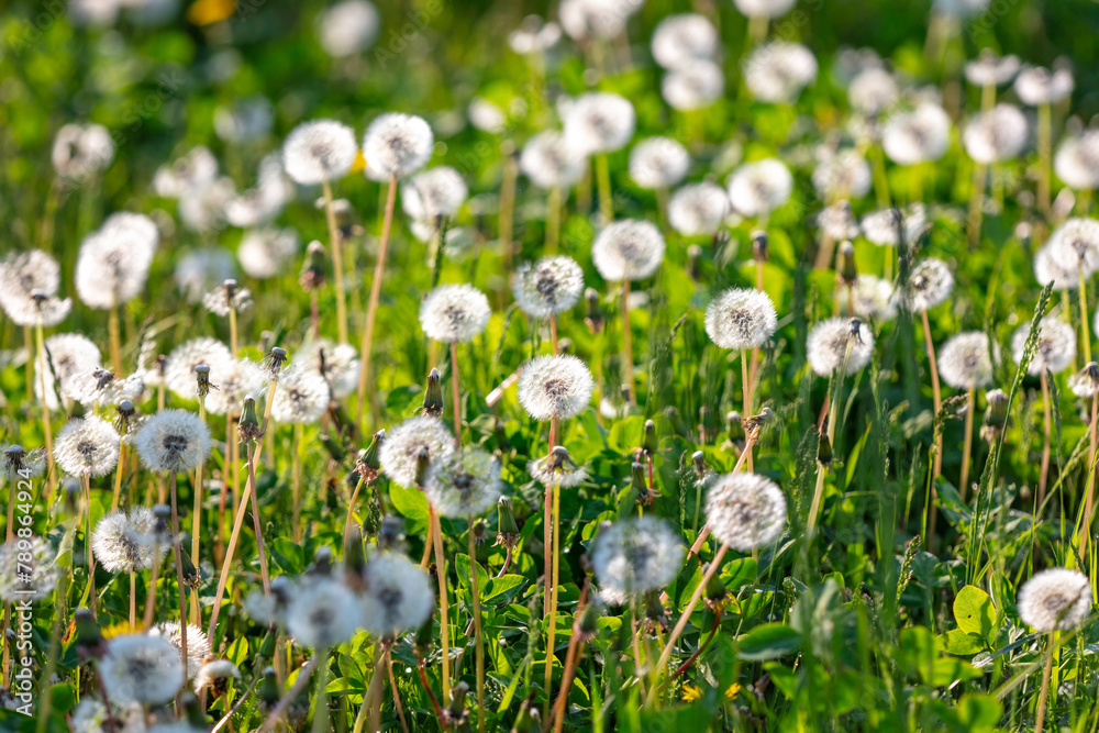 Fluffy dandelions in nature in spring Fluffy dandelions in nature in spring