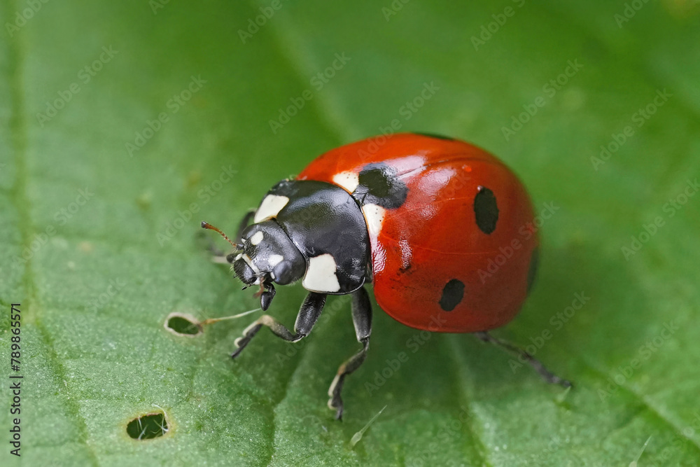 Fototapeta premium Closeup on a seven spotted ladybird, beetle , Coccinella septempunctata sitting on a green leaf