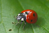Closeup on a seven spotted ladybird, beetle , Coccinella septempunctata sitting on a green leaf