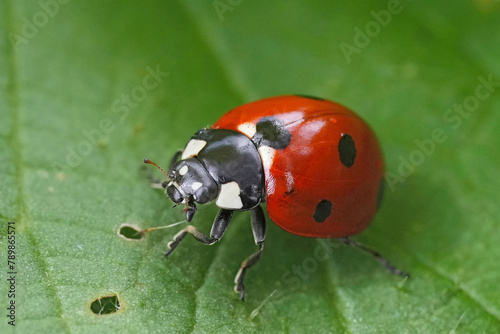 Closeup on a seven spotted ladybird, beetle , Coccinella septempunctata sitting on a green leaf