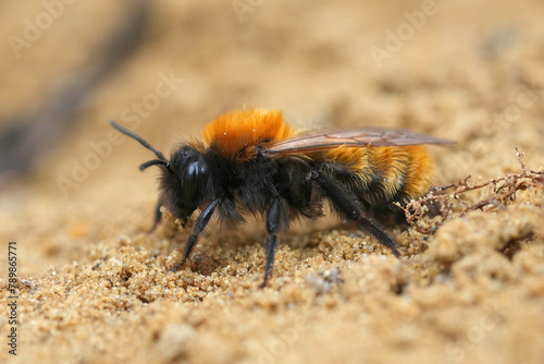 Closeup on a female Tawny mining bee, Andrena fulva sitting on the ground
