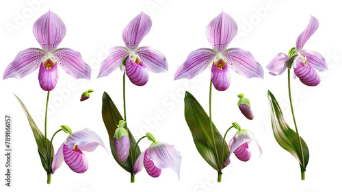Pink lady slipper orchid digital art 3D illustration, isolated on transparent background. Top view flat lay of vibrant, exotic tropical flower. Perfect for botanical designs, graphics, and elegant flo © Spear