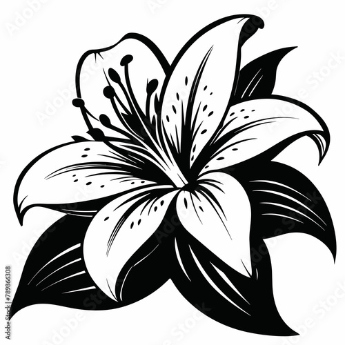 Black and white  flower with vector elastration 