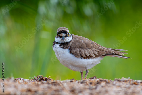 Charadrius dubius (little-ringed plover) posting in nature of Turkey photo
