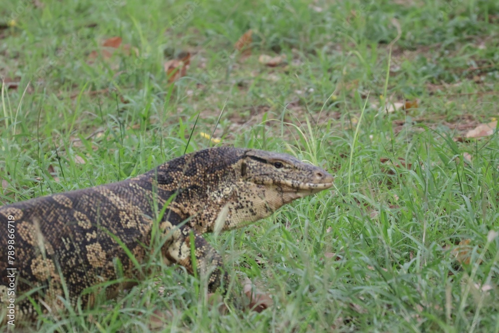 Fototapeta premium lizard on the ground