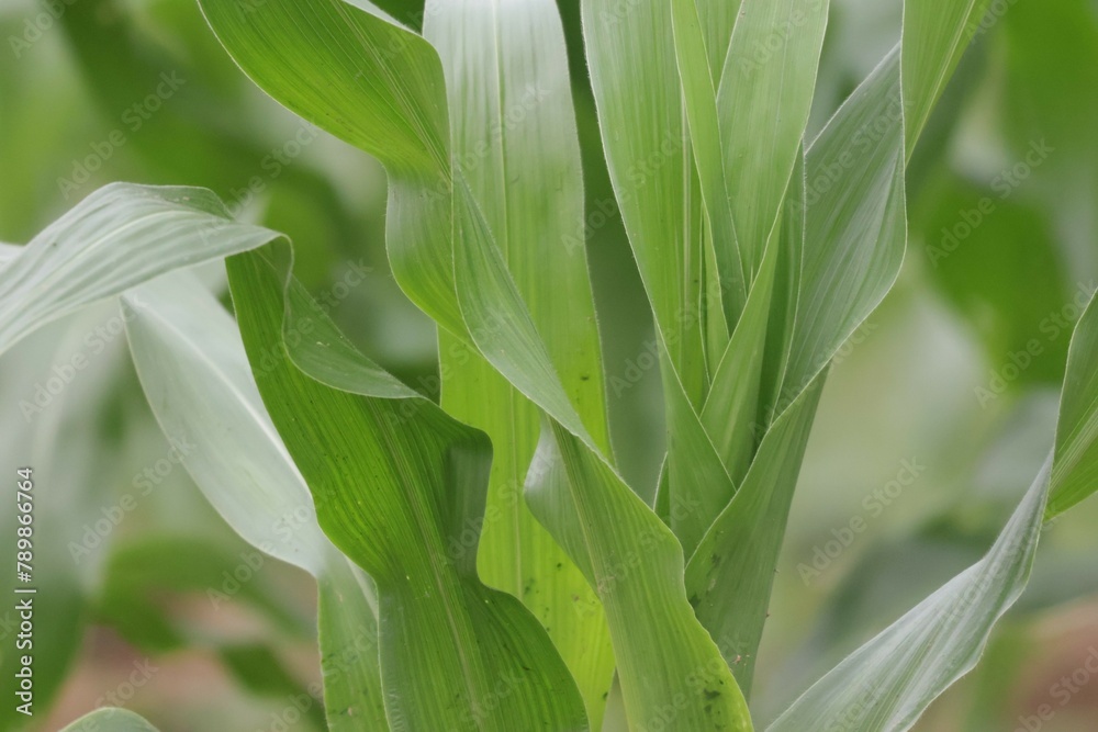 Fototapeta premium corn on the cob