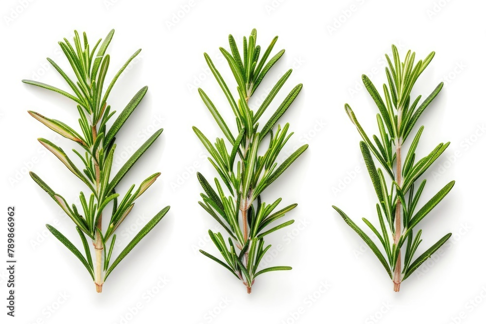 set of rosemary leaf isolated on the white background set of rosemary leaf isolated on the white background