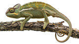 Green chameleon ( Chamaeleo calyptratus ) isolated on transparent background. 