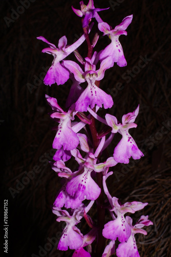 Flowers of the Troodos orchid (Orchis troodi) on Cyprus with black background photo