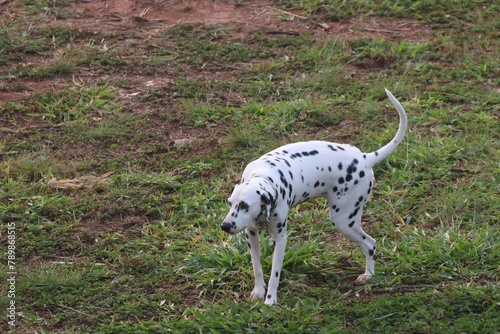 jack russell terrier