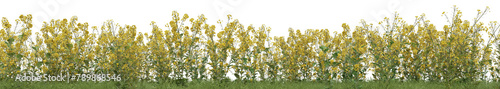 Wild grass field, yellow flowers and meadow in nature, Tropical forest isolated on transparent background - PNG file, 3D rendering for create and design © EcoSpace