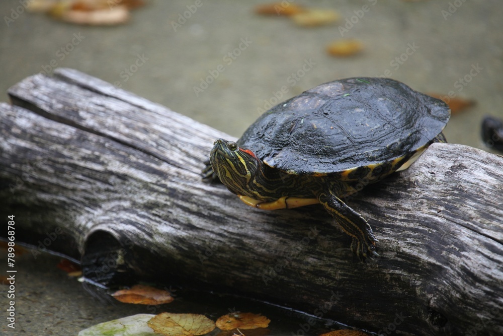 turtle on the rock