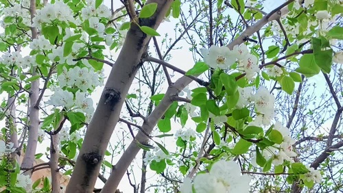 Spring blossoms of red elm tree in spring