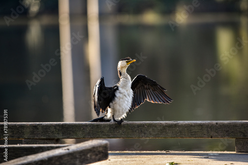 water fowl on the Williams river at Clarence town