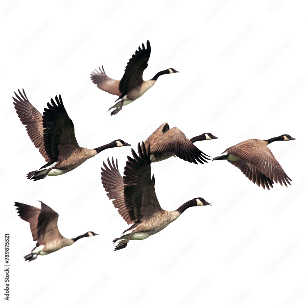Flying geese png cut out, bird, animal graphic on transparent background Flying geese png cut out, bird, animal graphic on transparent background