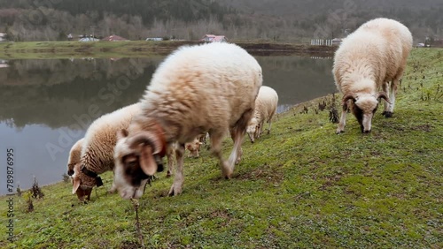 Pastor for sheeps by the lake