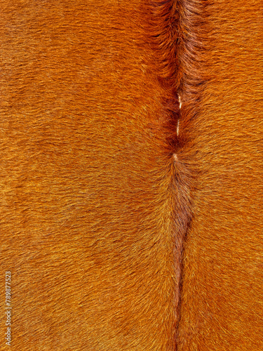 Close up macro texture of brown and white cowhide, detailed animal fur pattern for fashion and upholstery design.