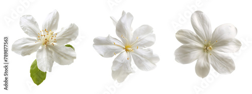 Jasmine flowers collection isolated on a transparent cut-out, flower PNG © graphicbeezstock