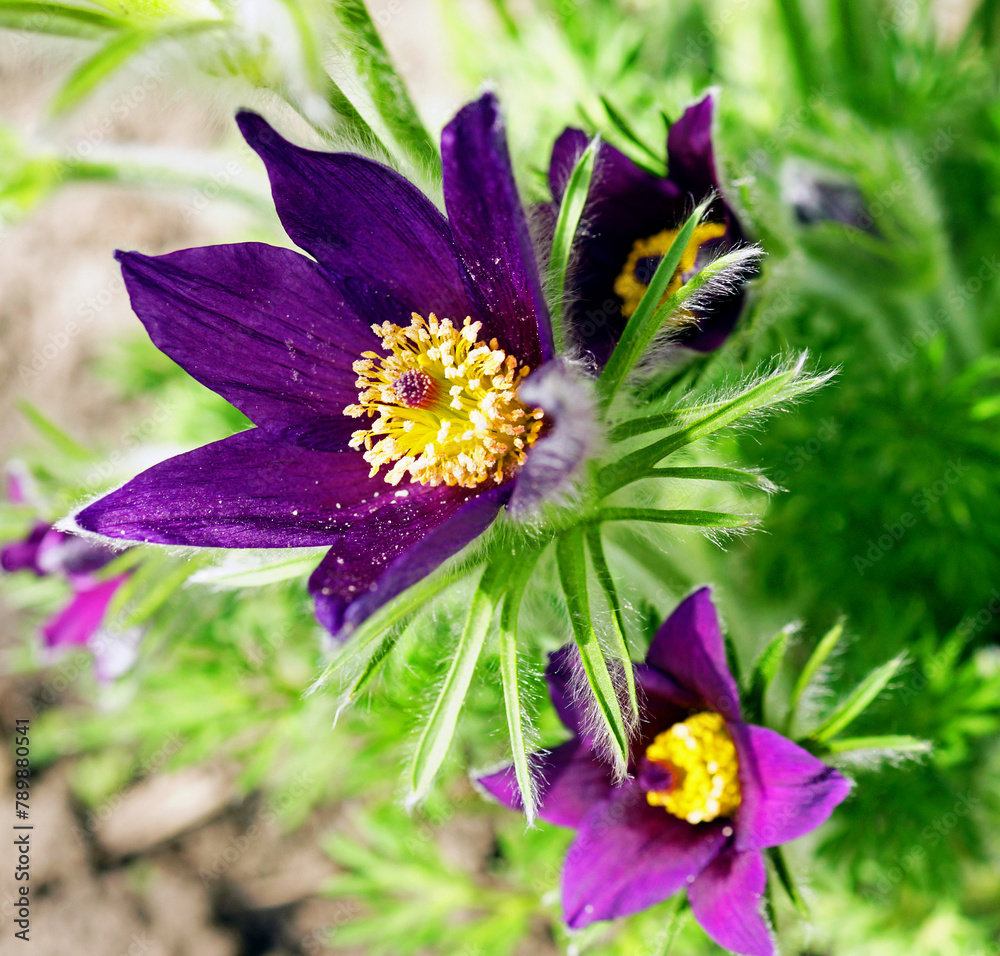 Flower heads of Pulsatilla patens