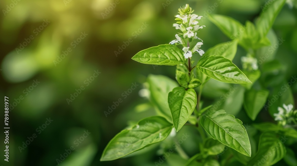 A sprig of fragrant basil leaves with tiny white flowers A sprig of fragrant basil leaves with tiny white flowers