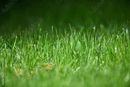 Defokussierte Nahaufnahme einer grünen Sport Fußball Rasenfläche im Sonnenlicht. Testfläche für Gras Saat mit Mikroklee.