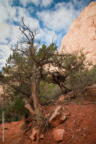 Zion National Park, located in southwestern Utah, is a breathtaking natural wonder that showcases towering red cliffs, deep canyons, and diverse wildlife. One of the park's most iconic sights is the s photo