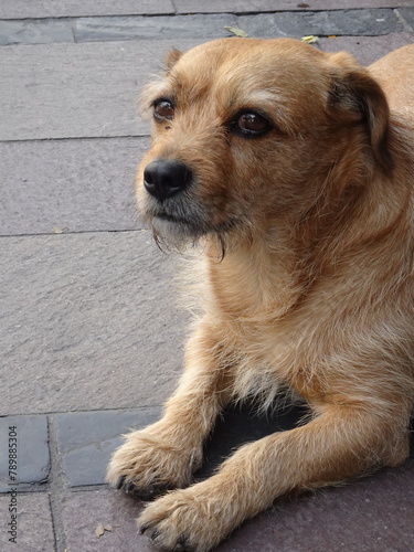 [Peru] A brown stray dog relaxing on the street (Arequipa)