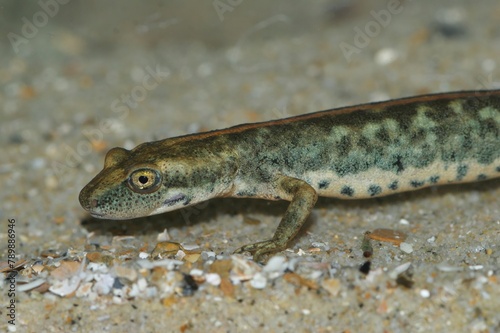 Closeup on an endangered European Sardinian brook salamander, Euproctus platycephalus photo