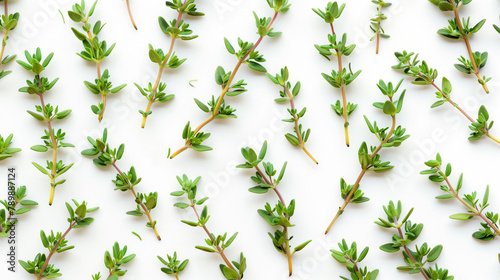 a sprig of a green-colored herb, Thyme, isolated on a white background, showcasing its structure and color.