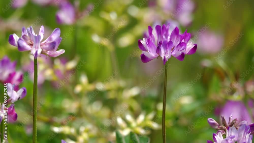 風に揺れるレンゲ 5倍スローモーション