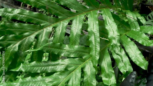 close up of greenery fern in a tropcial garden photo