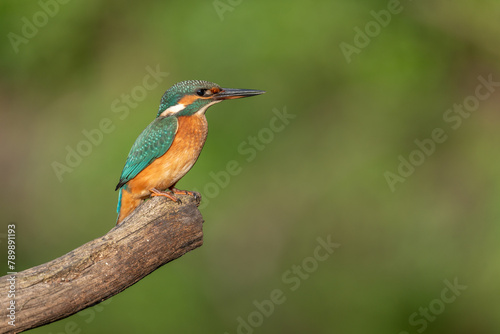 Kingfisher (Alcedo atthis) perched on a branch. © bios48