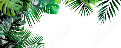Tropical foliage plant bush (Monstera, palm leaves, and Bird's nest fern) floral arrangement indoors garden nature backdrop isolated on white with clipping path.