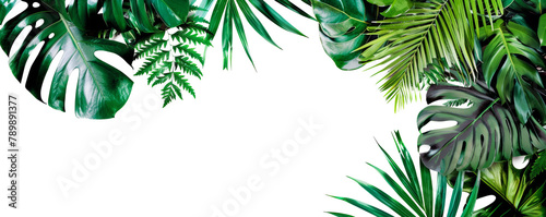 Tropical foliage plant bush (Monstera, palm leaves, and Bird's nest fern) floral arrangement indoors garden nature backdrop isolated on white with clipping path.