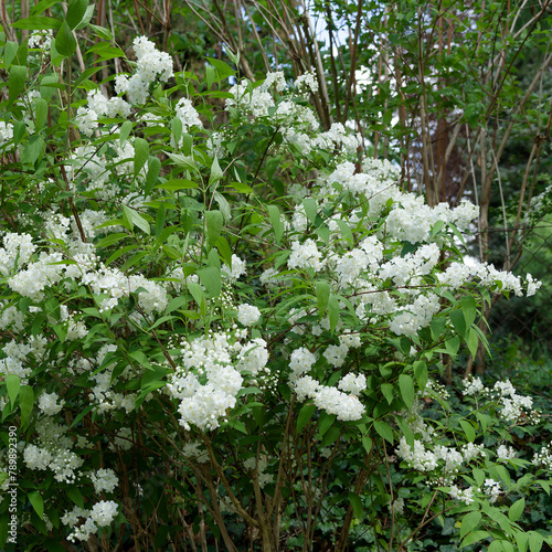 Deutzia gracilis 'Nikko' or Slender Deutzia. Beautiful ornamental shrub covered with numerous clusters of tiny white flowers on arching branches bending gracefully in the wind