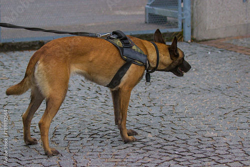 Concept of pets on a walk. Belgian Shepherd Malinois in the city. Charming active and energetic purebred dog. A pet.