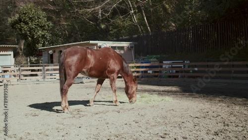 Horse Eating in Tokyo