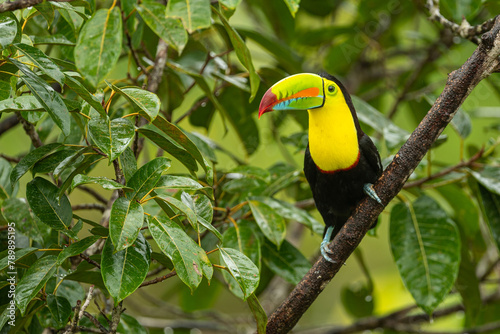 Fischertukan oder Regenbogentukan (Ramphastos sulfuratus) im Regenwald von Costa Rica